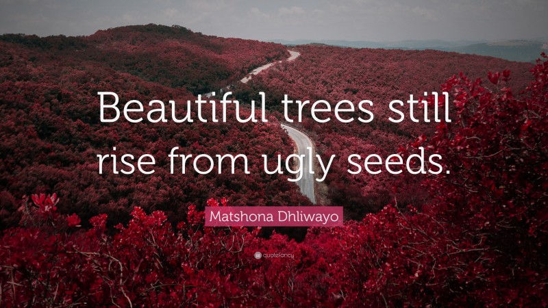 Matshona Dhliwayo Quote: “Beautiful trees still rise from ugly seeds.”