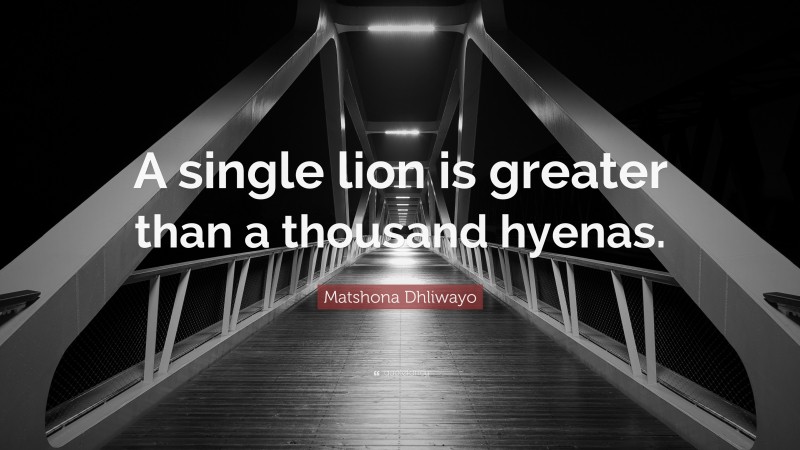 Matshona Dhliwayo Quote: “A single lion is greater than a thousand hyenas.”