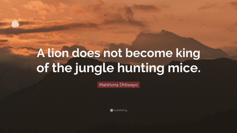 Matshona Dhliwayo Quote: “A lion does not become king of the jungle hunting mice.”