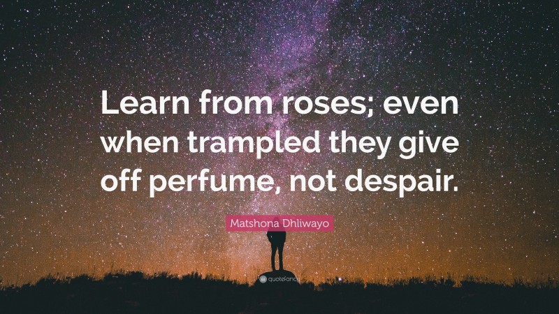 Matshona Dhliwayo Quote: “Learn from roses; even when trampled they give off perfume, not despair.”