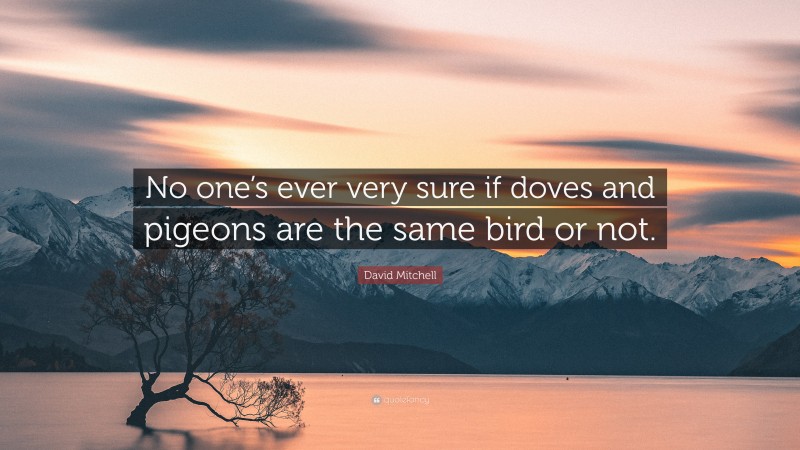David Mitchell Quote: “No one’s ever very sure if doves and pigeons are the same bird or not.”