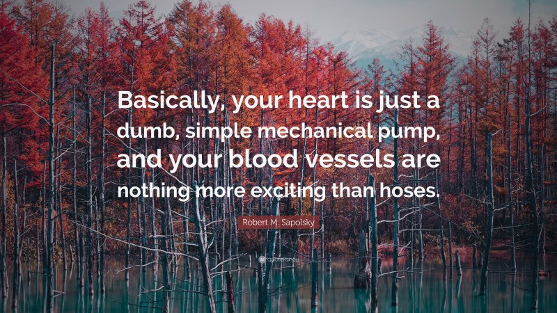 Robert M. Sapolsky Quote: “Basically, your heart is just a dumb, simple mechanical pump, and your blood vessels are nothing more exciting than hoses.”