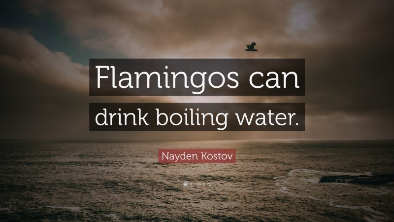 Nayden Kostov Quote: “Flamingos can drink boiling water.”