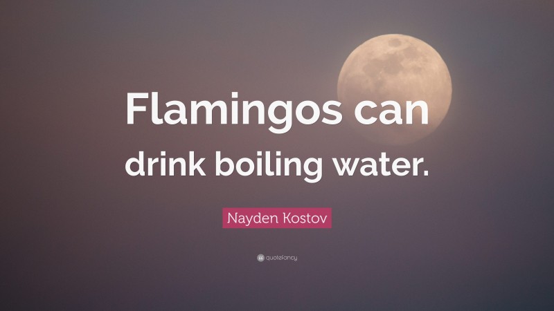 Nayden Kostov Quote: “Flamingos can drink boiling water.”