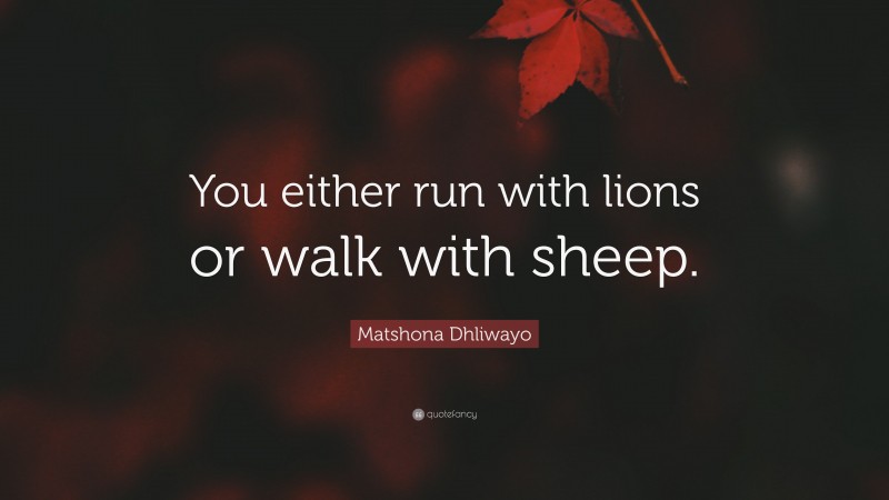 Matshona Dhliwayo Quote: “You either run with lions or walk with sheep.”
