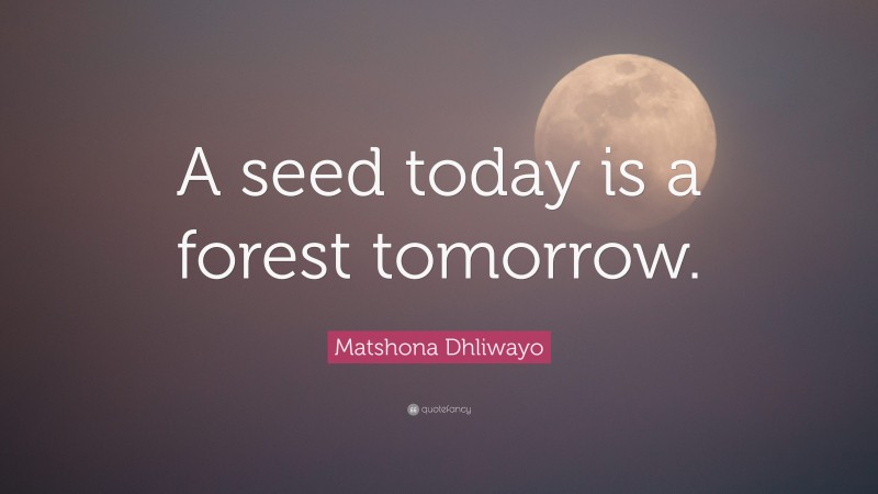 Matshona Dhliwayo Quote: “A seed today is a forest tomorrow.”