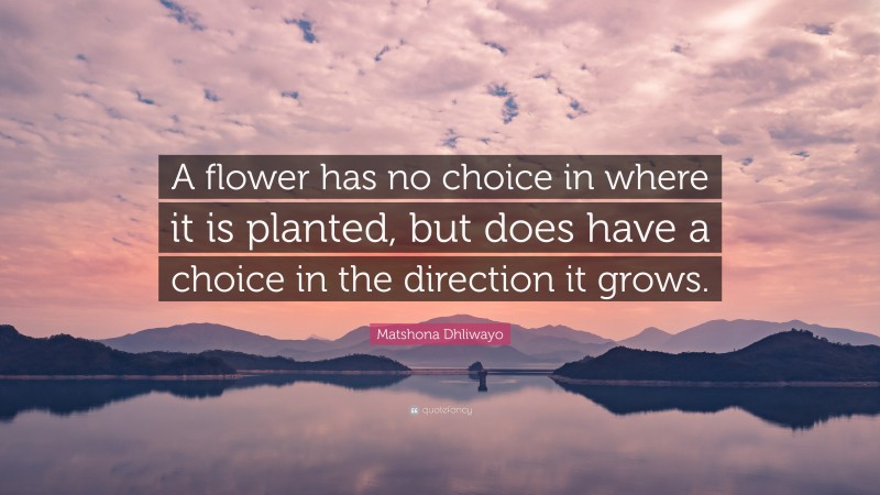 Matshona Dhliwayo Quote: “A flower has no choice in where it is planted, but does have a choice in the direction it grows.”