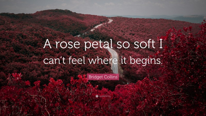 Bridget Collins Quote: “A rose petal so soft I can’t feel where it begins.”