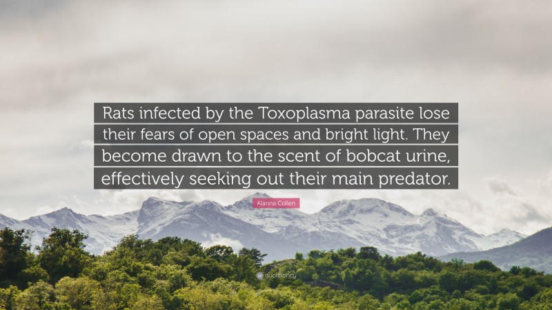 Alanna Collen Quote: “Rats infected by the Toxoplasma parasite lose their fears of open spaces and bright light. They become drawn to the scent of bobcat urine, effectively seeking out their main predator.”