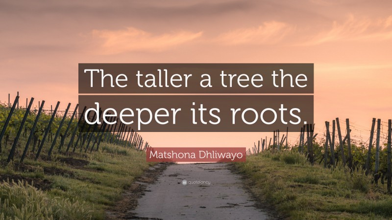 Matshona Dhliwayo Quote: “The taller a tree the deeper its roots.”