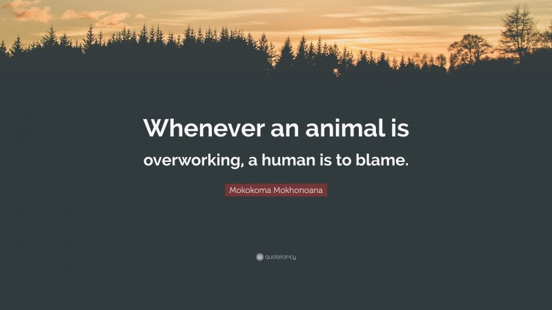 Mokokoma Mokhonoana Quote: “Whenever an animal is overworking, a human is to blame.”