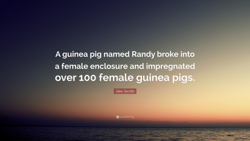 Jake Jacobs Quote: “A guinea pig named Randy broke into a female enclosure and impregnated over 100 female guinea pigs.”