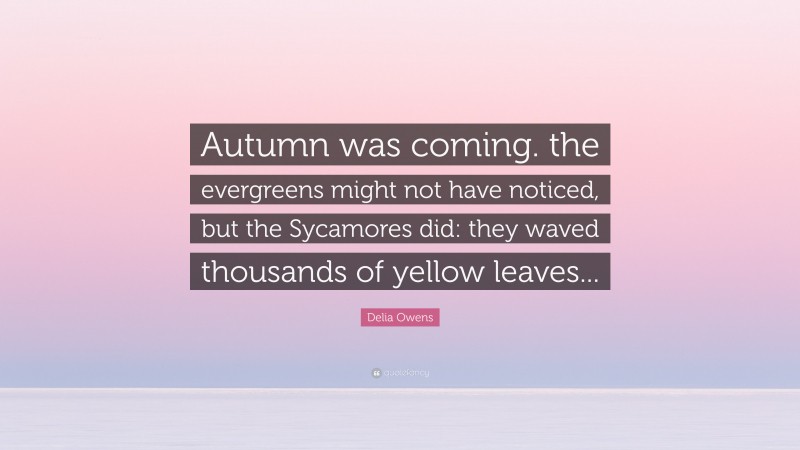 Delia Owens Quote: “Autumn was coming. the evergreens might not have noticed, but the Sycamores did: they waved thousands of yellow leaves...”