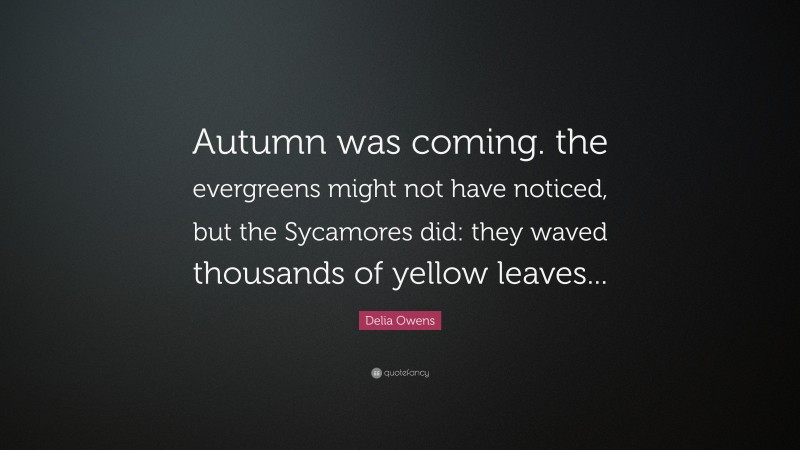 Delia Owens Quote: “Autumn was coming. the evergreens might not have noticed, but the Sycamores did: they waved thousands of yellow leaves...”