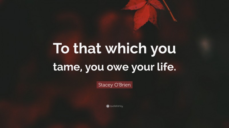 Stacey O'Brien Quote: “To that which you tame, you owe your life.”