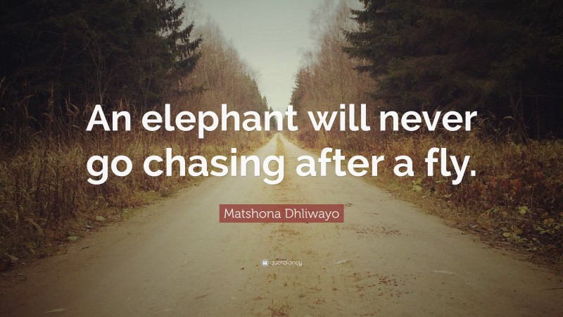 Matshona Dhliwayo Quote: “An elephant will never go chasing after a fly.”