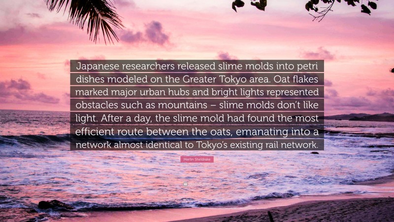 Merlin Sheldrake Quote: “Japanese researchers released slime molds into petri dishes modeled on the Greater Tokyo area. Oat flakes marked major urban hubs and bright lights represented obstacles such as mountains – slime molds don’t like light. After a day, the slime mold had found the most efficient route between the oats, emanating into a network almost identical to Tokyo’s existing rail network.”