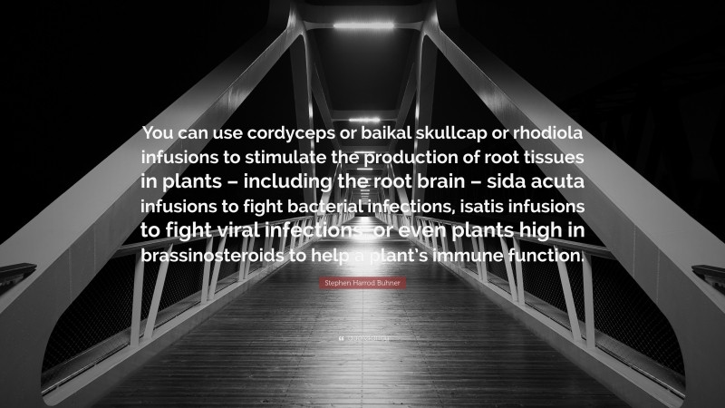 Stephen Harrod Buhner Quote: “You can use cordyceps or baikal skullcap or rhodiola infusions to stimulate the production of root tissues in plants – including the root brain – sida acuta infusions to fight bacterial infections, isatis infusions to fight viral infections, or even plants high in brassinosteroids to help a plant’s immune function.”