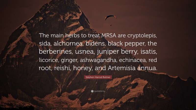 Stephen Harrod Buhner Quote: “The main herbs to treat MRSA are cryptolepis, sida, alchornea, bidens, black pepper, the berberines, usnea, juniper berry, isatis, licorice, ginger, ashwagandha, echinacea, red root, reishi, honey, and Artemisia annua.”