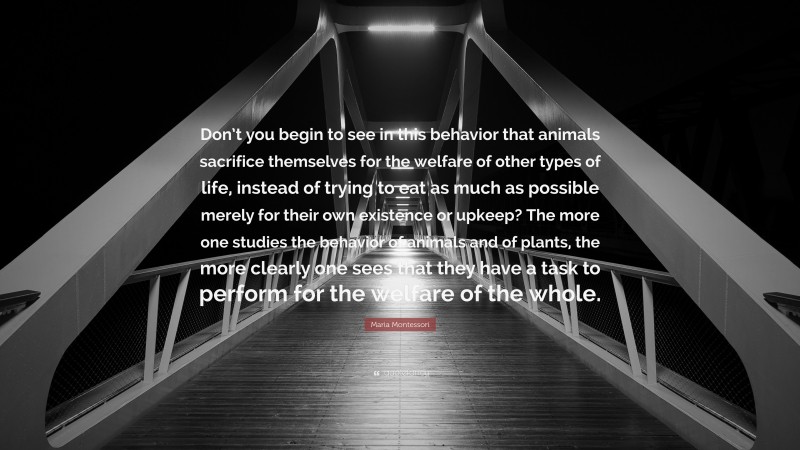 Maria Montessori Quote: “Don’t you begin to see in this behavior that animals sacrifice themselves for the welfare of other types of life, instead of trying to eat as much as possible merely for their own existence or upkeep? The more one studies the behavior of animals and of plants, the more clearly one sees that they have a task to perform for the welfare of the whole.”