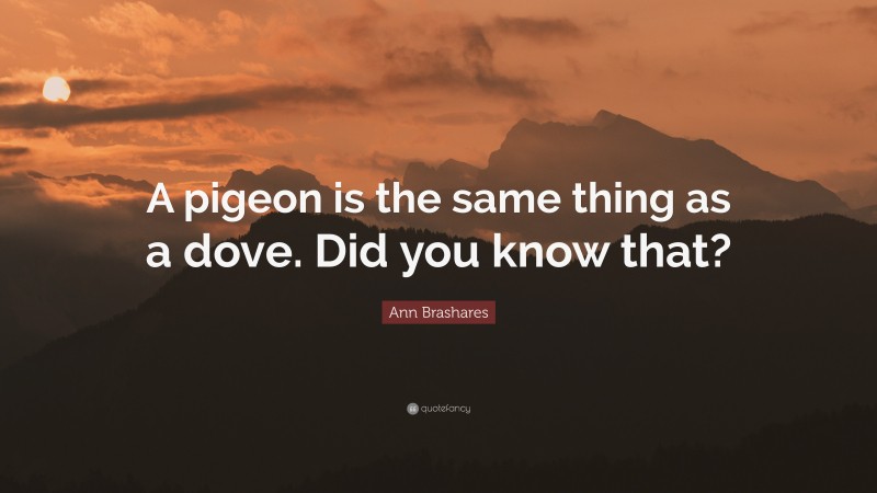 Ann Brashares Quote: “A pigeon is the same thing as a dove. Did you know that?”