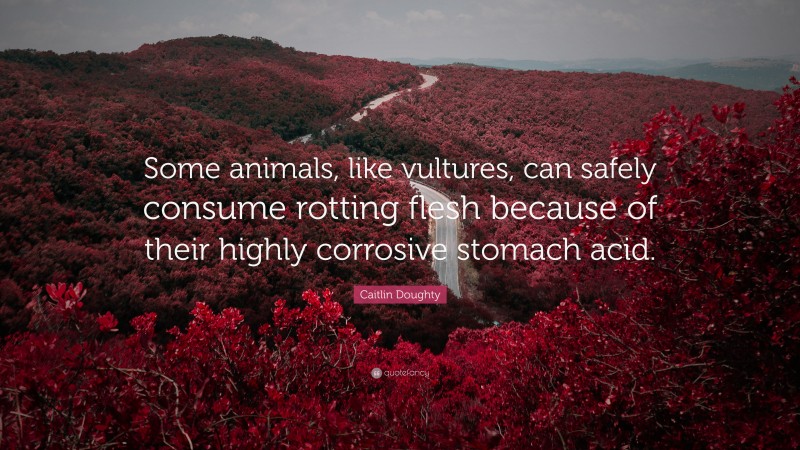 Caitlin Doughty Quote: “Some animals, like vultures, can safely consume rotting flesh because of their highly corrosive stomach acid.”