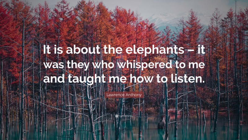 Lawrence Anthony Quote: “It is about the elephants – it was they who whispered to me and taught me how to listen.”
