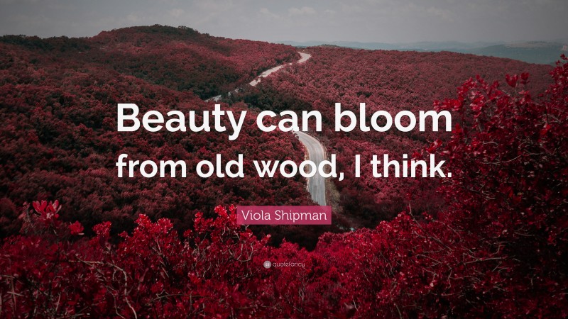 Viola Shipman Quote: “Beauty can bloom from old wood, I think.”