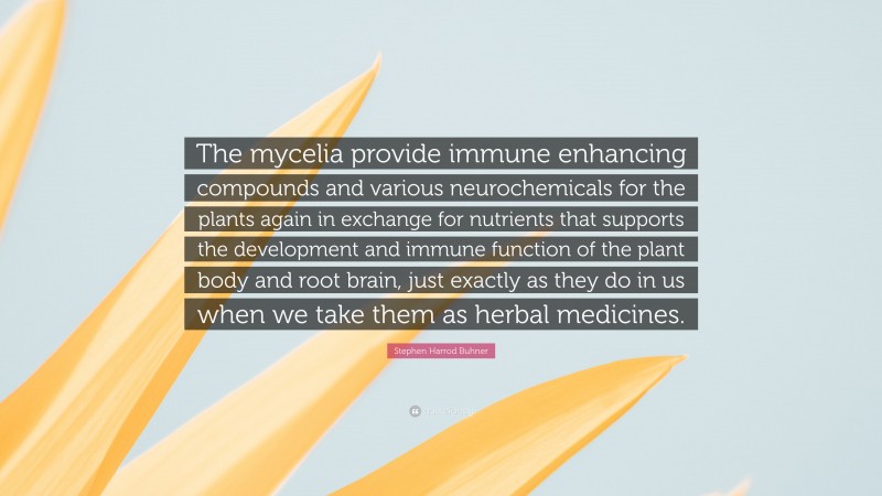 Stephen Harrod Buhner Quote: “The mycelia provide immune enhancing compounds and various neurochemicals for the plants again in exchange for nutrients that supports the development and immune function of the plant body and root brain, just exactly as they do in us when we take them as herbal medicines.”