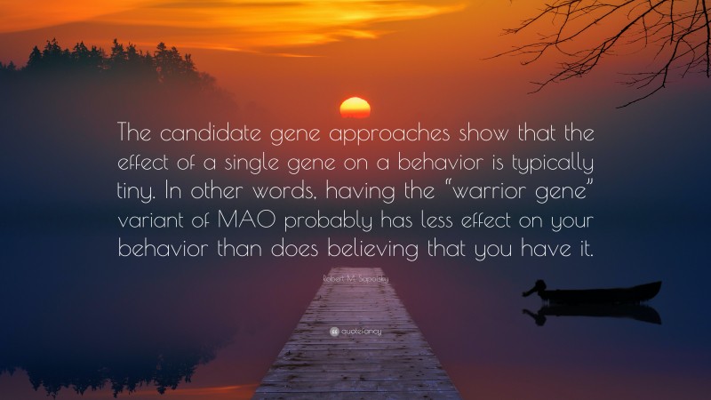 Robert M. Sapolsky Quote: “The candidate gene approaches show that the effect of a single gene on a behavior is typically tiny. In other words, having the “warrior gene” variant of MAO probably has less effect on your behavior than does believing that you have it.”