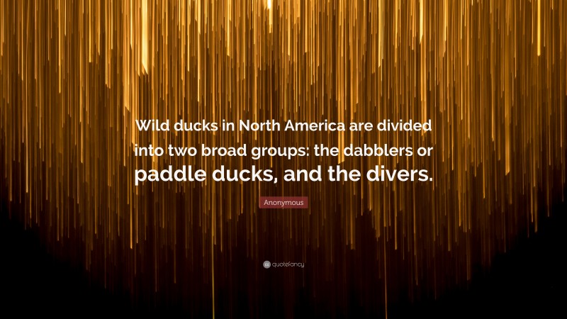 Anonymous Quote: “Wild ducks in North America are divided into two broad groups: the dabblers or paddle ducks, and the divers.”