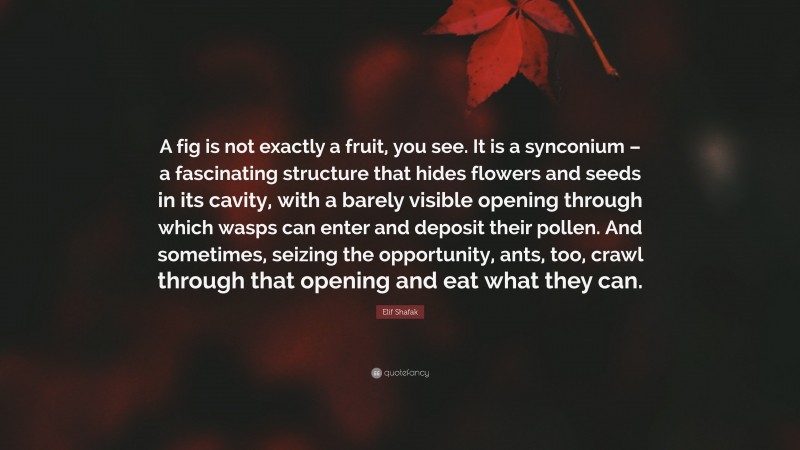 Elif Shafak Quote: “A fig is not exactly a fruit, you see. It is a synconium – a fascinating structure that hides flowers and seeds in its cavity, with a barely visible opening through which wasps can enter and deposit their pollen. And sometimes, seizing the opportunity, ants, too, crawl through that opening and eat what they can.”