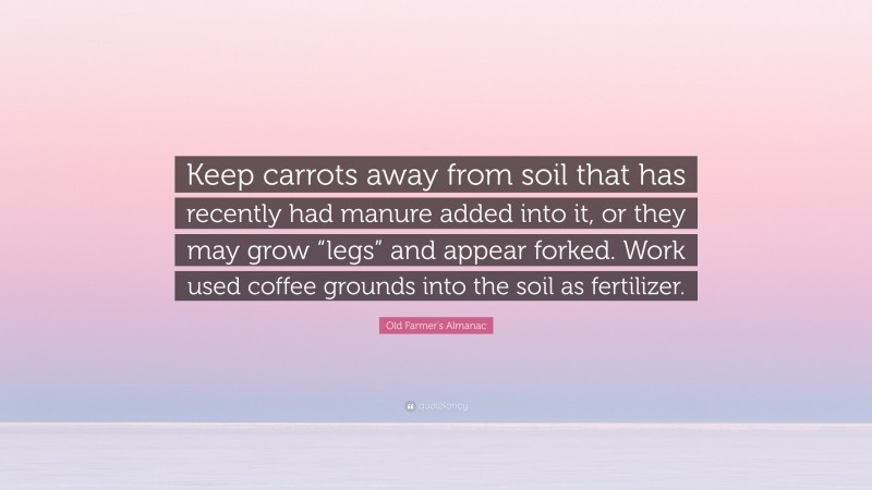 Old Farmer's Almanac Quote: “Keep carrots away from soil that has recently had manure added into it, or they may grow “legs” and appear forked. Work used coffee grounds into the soil as fertilizer.”