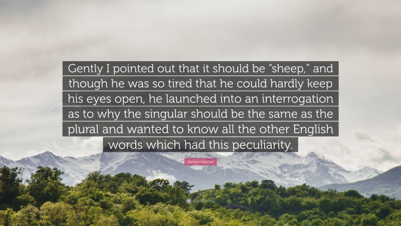 James Herriot Quote: “Gently I pointed out that it should be “sheep,” and though he was so tired that he could hardly keep his eyes open, he launched into an interrogation as to why the singular should be the same as the plural and wanted to know all the other English words which had this peculiarity.”