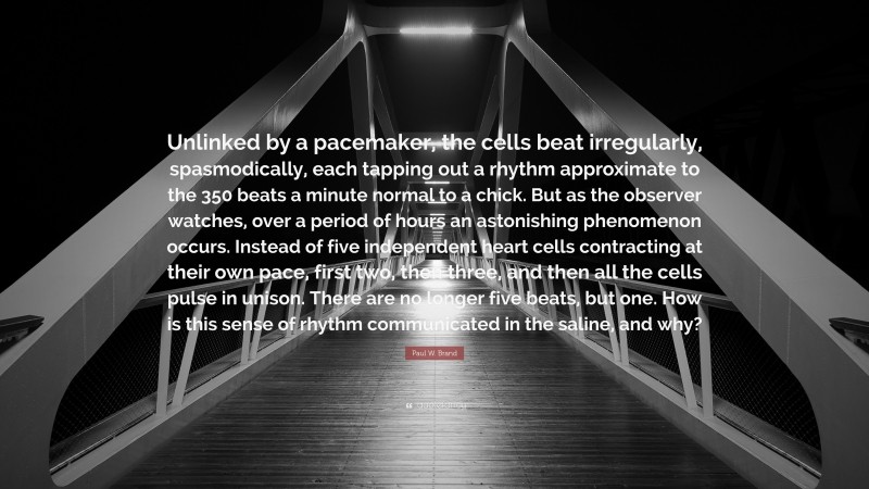 Paul W. Brand Quote: “Unlinked by a pacemaker, the cells beat irregularly, spasmodically, each tapping out a rhythm approximate to the 350 beats a minute normal to a chick. But as the observer watches, over a period of hours an astonishing phenomenon occurs. Instead of five independent heart cells contracting at their own pace, first two, then three, and then all the cells pulse in unison. There are no longer five beats, but one. How is this sense of rhythm communicated in the saline, and why?”