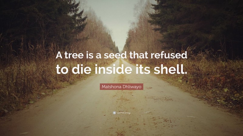 Matshona Dhliwayo Quote: “A tree is a seed that refused to die inside its shell.”