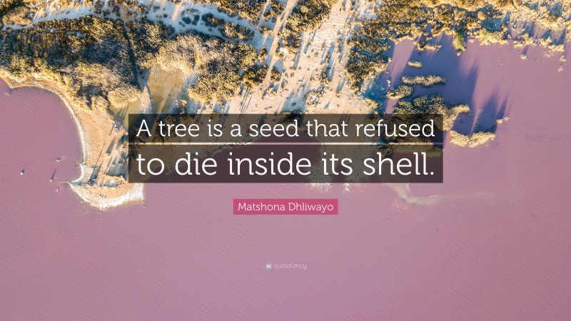 Matshona Dhliwayo Quote: “A tree is a seed that refused to die inside its shell.”