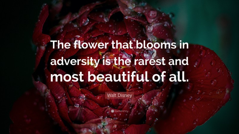 Walt Disney Quote: “The flower that blooms in adversity is the rarest ...