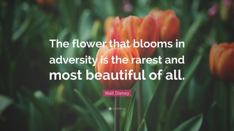 Walt Disney Quote: “The flower that blooms in adversity is the rarest ...