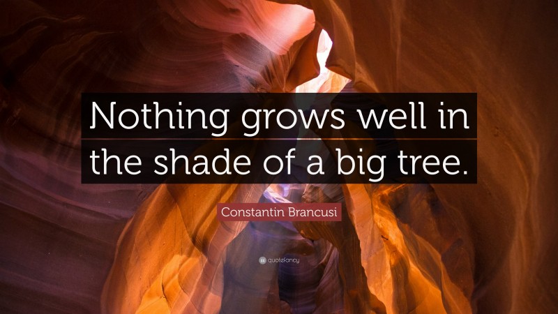 Constantin Brancusi Quote: “Nothing grows well in the shade of a big tree.”