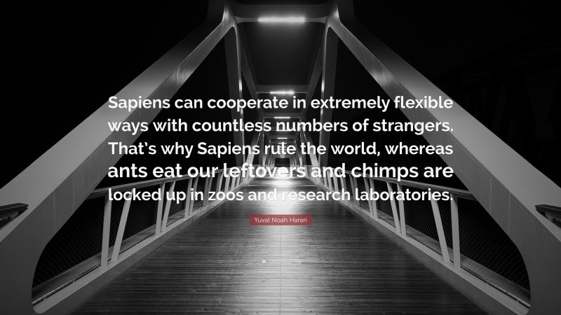 Yuval Noah Harari Quote: “Sapiens can cooperate in extremely flexible ways with countless numbers of strangers. That’s why Sapiens rule the world, whereas ants eat our leftovers and chimps are locked up in zoos and research laboratories.”