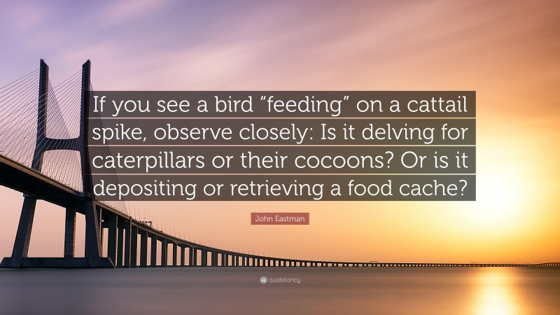 John Eastman Quote: “If you see a bird “feeding” on a cattail spike, observe closely: Is it delving for caterpillars or their cocoons? Or is it depositing or retrieving a food cache?”