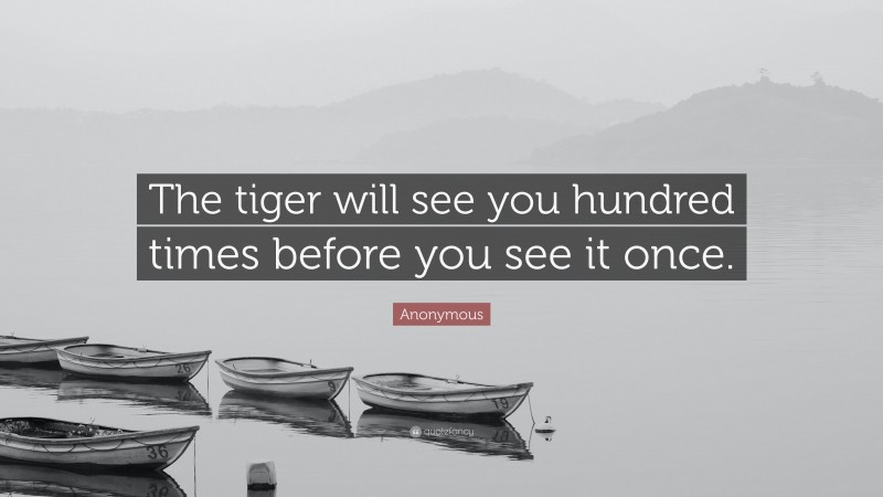 Anonymous Quote: “The tiger will see you hundred times before you see it once.”