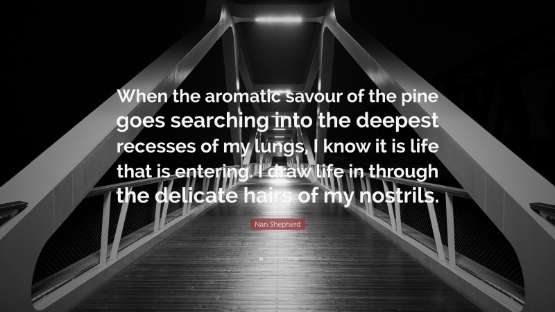 Nan Shepherd Quote: “When the aromatic savour of the pine goes searching into the deepest recesses of my lungs, I know it is life that is entering. I draw life in through the delicate hairs of my nostrils.”