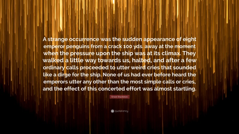 Ernest Shackleton Quote: “A strange occurrence was the sudden appearance of eight emperor penguins from a crack 100 yds. away at the moment when the pressure upon the ship was at its climax. They walked a little way towards us, halted, and after a few ordinary calls proceeded to utter weird cries that sounded like a dirge for the ship. None of us had ever before heard the emperors utter any other than the most simple calls or cries, and the effect of this concerted effort was almost startling.”