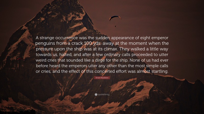 Ernest Shackleton Quote: “A strange occurrence was the sudden appearance of eight emperor penguins from a crack 100 yds. away at the moment when the pressure upon the ship was at its climax. They walked a little way towards us, halted, and after a few ordinary calls proceeded to utter weird cries that sounded like a dirge for the ship. None of us had ever before heard the emperors utter any other than the most simple calls or cries, and the effect of this concerted effort was almost startling.”