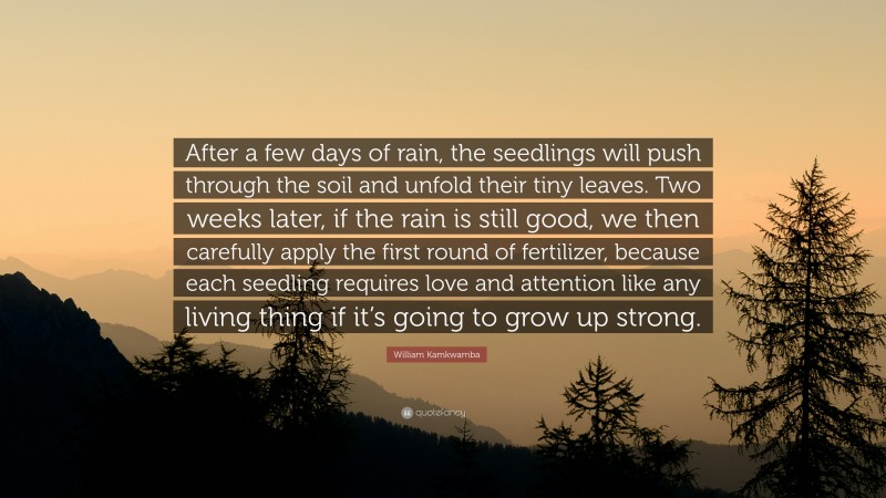 William Kamkwamba Quote: “After a few days of rain, the seedlings will push through the soil and unfold their tiny leaves. Two weeks later, if the rain is still good, we then carefully apply the first round of fertilizer, because each seedling requires love and attention like any living thing if it’s going to grow up strong.”