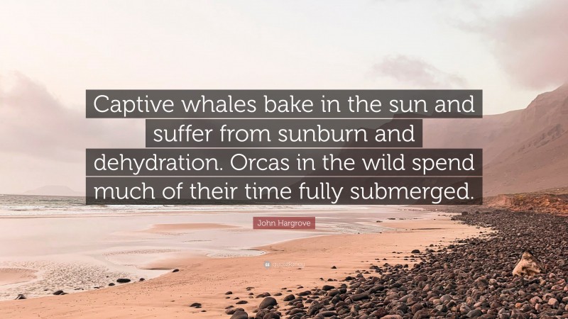 John Hargrove Quote: “Captive whales bake in the sun and suffer from sunburn and dehydration. Orcas in the wild spend much of their time fully submerged.”