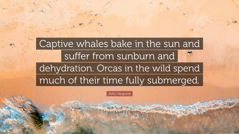 John Hargrove Quote: “Captive whales bake in the sun and suffer from sunburn and dehydration. Orcas in the wild spend much of their time fully submerged.”