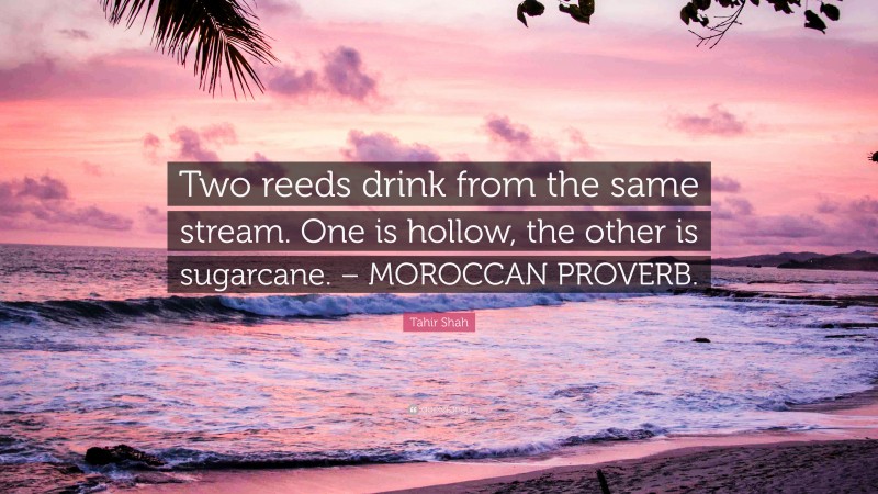 Tahir Shah Quote: “Two reeds drink from the same stream. One is hollow, the other is sugarcane. – MOROCCAN PROVERB.”